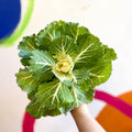 Brassica oleracea - Ornamental Cabbage or Kale - Lucky Mix - Sprouts of Bristol