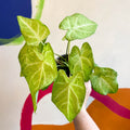 Caladium 'Lizard' - Sprouts of Bristol