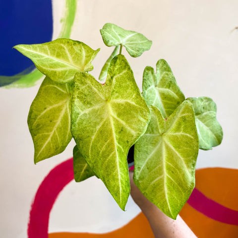 Caladium 'Lizard' - Sprouts of Bristol