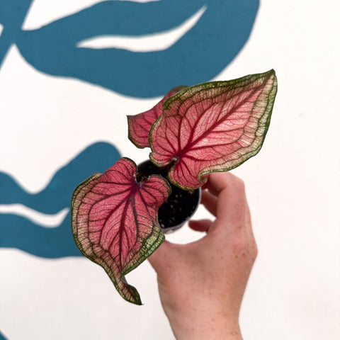 Caladium 'Lucia' - Sprouts of Bristol