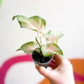 Caladium maculatum - Sprouts of Bristol