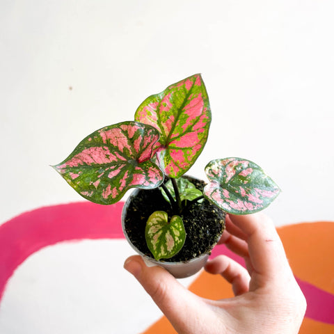 Caladium 'Purple Light' - Sprouts of Bristol