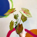 Caladium 'River' - Sprouts of Bristol