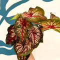 Caladium 'Xplosion' - Sprouts of Bristol