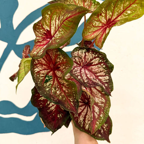 Caladium 'Xplosion' - Sprouts of Bristol