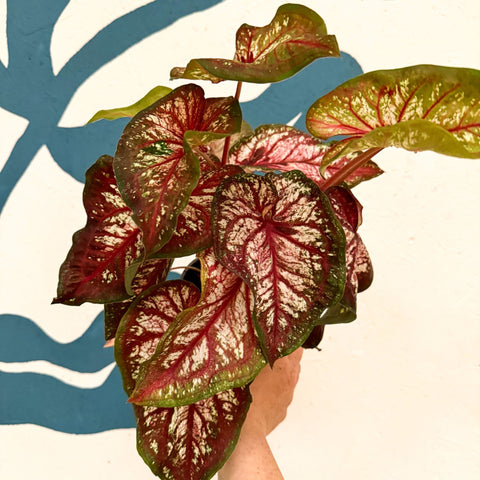 Caladium 'Xplosion' - Sprouts of Bristol