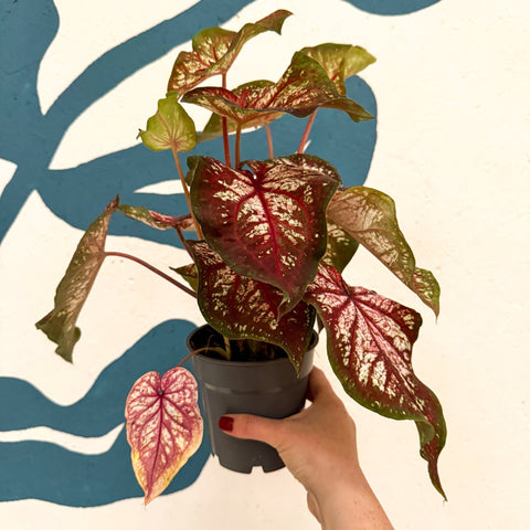 Caladium 'Xplosion' - Sprouts of Bristol