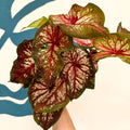 Caladium 'Xplosion' - Sprouts of Bristol