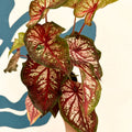 Caladium 'Xplosion' - Sprouts of Bristol