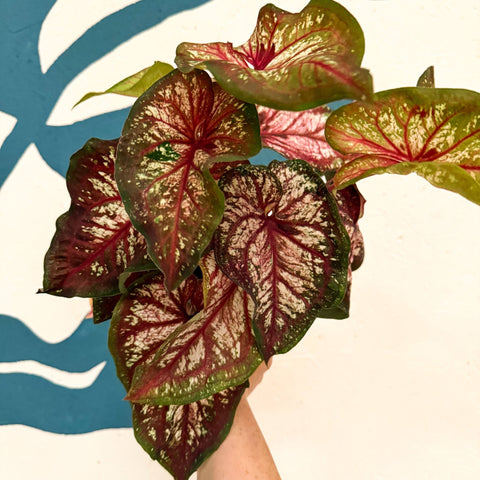 Caladium 'Xplosion' - Sprouts of Bristol