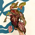 Caladium 'Xplosion' - Sprouts of Bristol