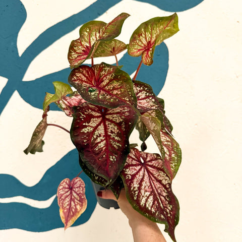 Caladium 'Xplosion' - Sprouts of Bristol