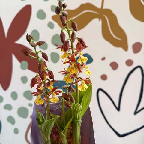 Calanthe - Hardy Ground Orchid - Sprouts of Bristol