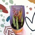 Calanthe - Hardy Ground Orchid - Sprouts of Bristol