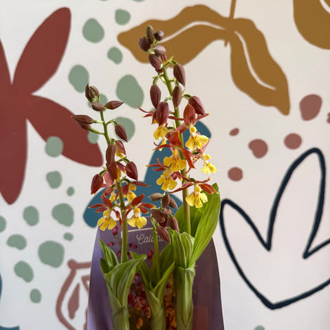 Calanthe - Hardy Ground Orchid - Sprouts of Bristol