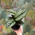 Calathea elliptica 'Vittata' - Sprouts of Bristol
