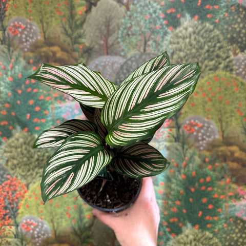 Calathea elliptica 'Vittata' - Sprouts of Bristol