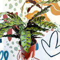 Calathea lancifolia - Rattlesnake Plant - Sprouts of Bristol