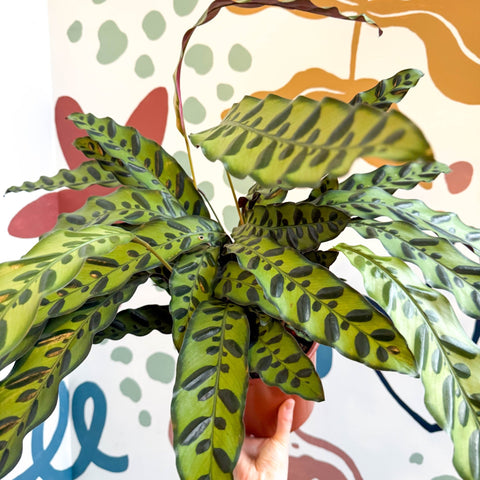 Calathea lancifolia - Rattlesnake Plant - Sprouts of Bristol