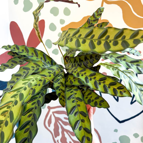 Calathea lancifolia - Rattlesnake Plant - Sprouts of Bristol