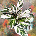 Calathea lietzei 'White Fusion' - Sprouts of Bristol