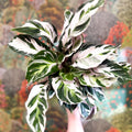 Calathea lietzei 'White Fusion' - Sprouts of Bristol