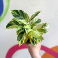 Calathea lietzei 'Yellow Fusion' - Sprouts of Bristol