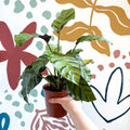 Calathea louisae 'Misto' - Prayer Plant - Sprouts of Bristol