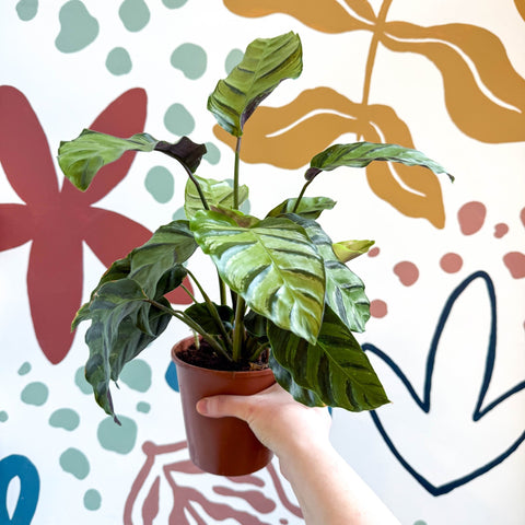 Calathea louisae 'Misto' - Prayer Plant - Sprouts of Bristol
