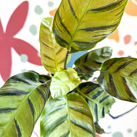Calathea louisae 'Misto' - Prayer Plant - Sprouts of Bristol
