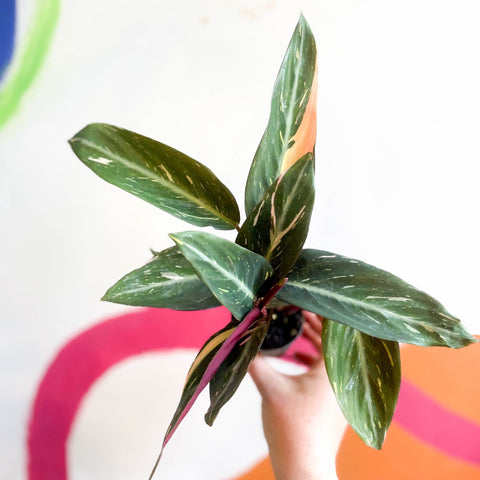 Calathea Magicstar - Stromanthe sanguinea 'Magicstar' - Sprouts of Bristol