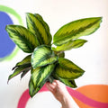 Calathea ornata 'Beauty Star' - Sprouts of Bristol