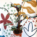 Calathea picturata 'Argentea' - Sprouts of Bristol