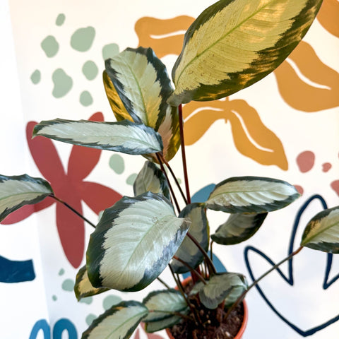 Calathea picturata 'Argentea' - Sprouts of Bristol
