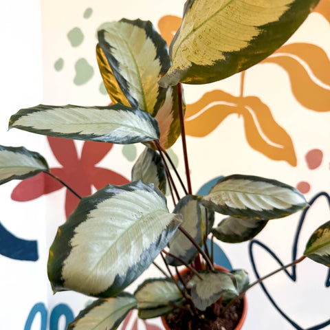 Calathea picturata 'Argentea' - Sprouts of Bristol