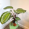 Calathea roseopicta - Sprouts of Bristol