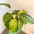 Calathea veitchiana - Sprouts of Bristol