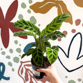 Calathea zebrina - Zebra Plant - Sprouts of Bristol