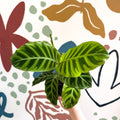 Calathea zebrina - Zebra Plant - Sprouts of Bristol
