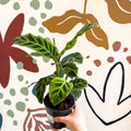 Calathea zebrina - Zebra Plant - Sprouts of Bristol