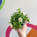 Calibrachoa 'Can Can Facy Francy' - British Grown - Sprouts of Bristol
