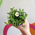 Calibrachoa 'Can Can Facy Francy' - British Grown - Sprouts of Bristol