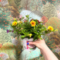 Calibrachoa ‘Confetti Garden Hawaiian Mix’ - Million Bells - Sprouts of Bristol