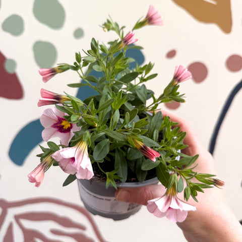 Calibrachoa 'Ultimate Pink' - Pink Million Bells - Sprouts of Bristol