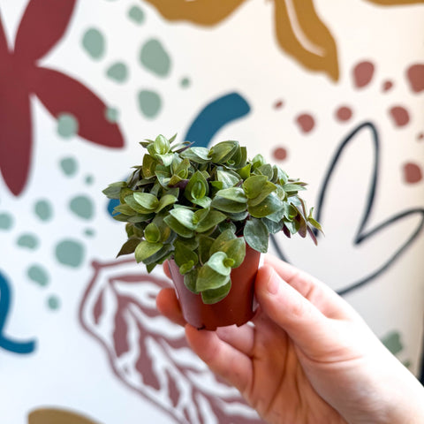 Callisia repens - Turtle Vine / Creeping Inch Plant - Sprouts of Bristol