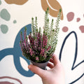 Calluna vulgaris ‘Beauty Ladies® Trio Girl’ - Mixed Heather - Sprouts of Bristol