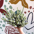 Calluna vulgaris ‘Beauty Ladies® Wit’ – White Heather - Sprouts of Bristol