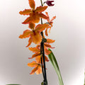 Cambria Orchid (Oncidium - type hybrid) – Burnt Orange - Sprouts of Bristol