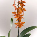 Cambria Orchid (Oncidium - type hybrid) – Burnt Orange - Sprouts of Bristol