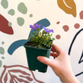 Campanula carpatica 'Blaue Clips' - British Grown - Sprouts of Bristol